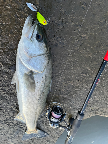 シーバスの釣果