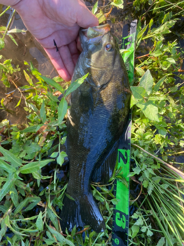 スモールマウスバスの釣果