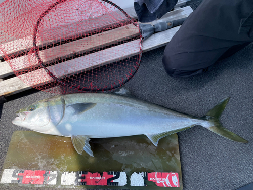 ハマチの釣果