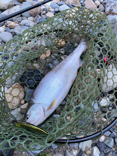 アマゴの釣果