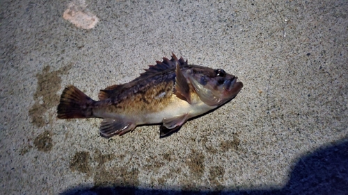 クロソイの釣果