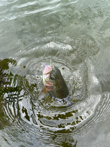 ニジマスの釣果