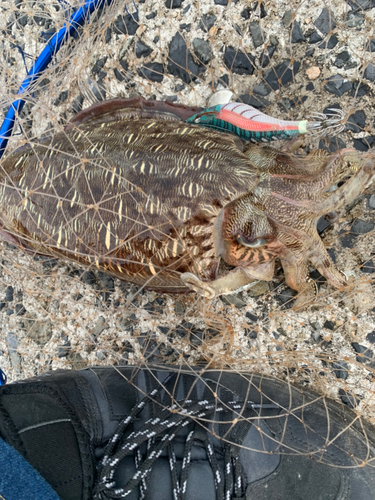 モンゴウイカの釣果