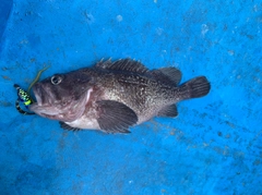 クロソイの釣果