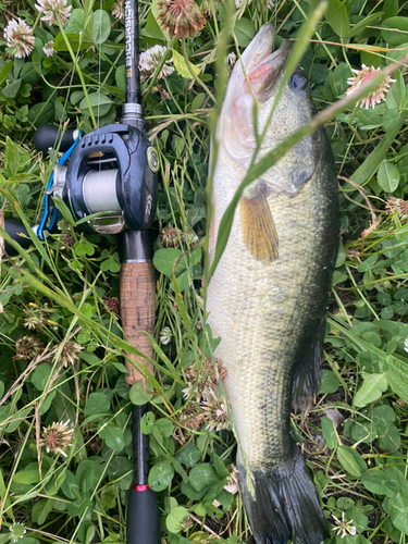 ブラックバスの釣果