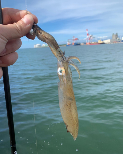 マメイカの釣果