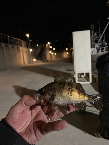 シロメバルの釣果