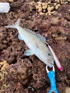 アオチビキの釣果