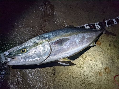 ワラサの釣果