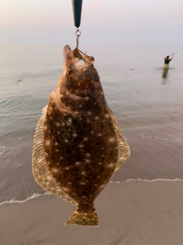 ヒラメの釣果