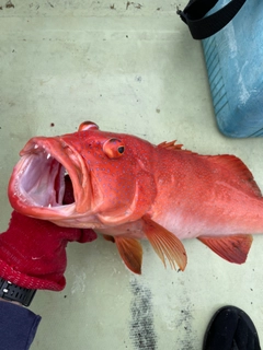 スジアラの釣果