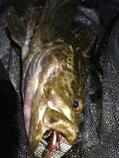 タケノコメバルの釣果