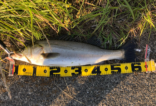 シーバスの釣果