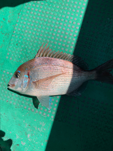 ハナダイの釣果