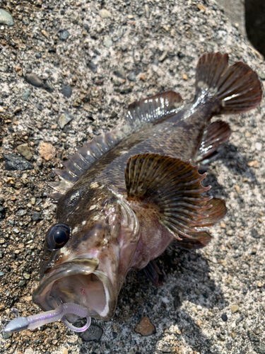 ムラソイの釣果