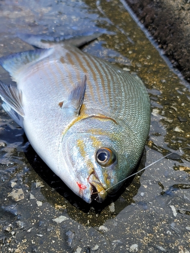 イスズミの釣果