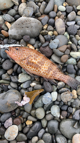 オオモンハタの釣果