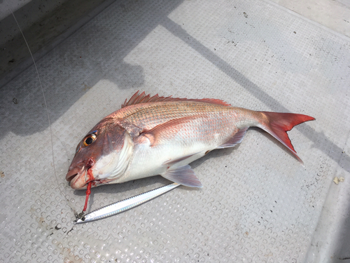 マダイの釣果