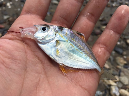 ヒイラギの釣果