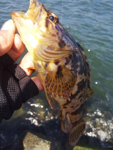 タケノコメバルの釣果