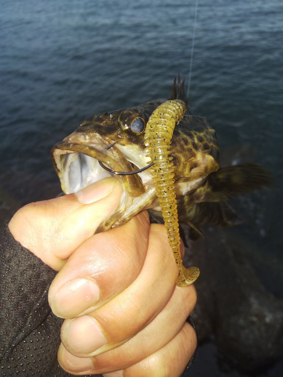 タケノコメバル