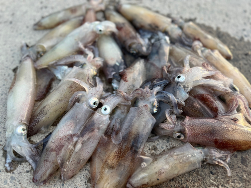 マメイカの釣果