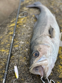 スズキの釣果