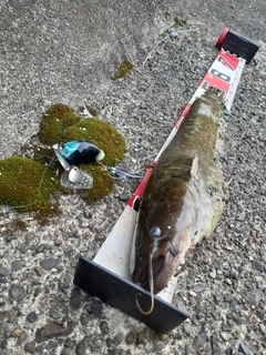 マナマズの釣果