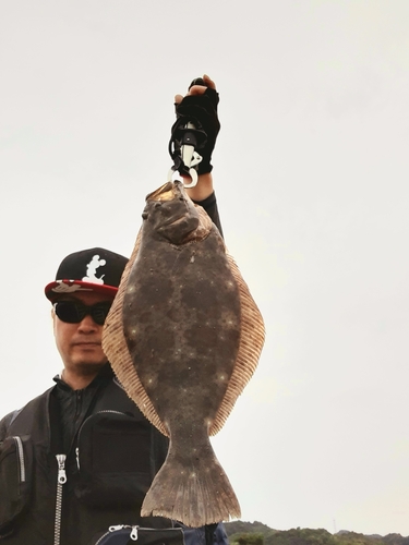 ヒラメの釣果