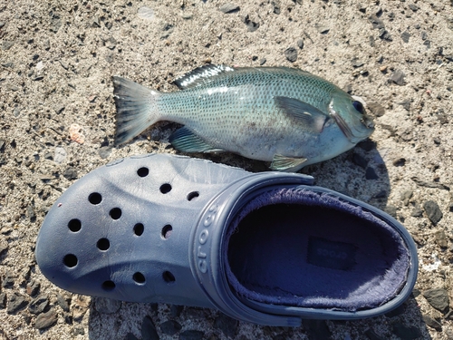 クロの釣果