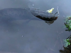 ライギョの釣果