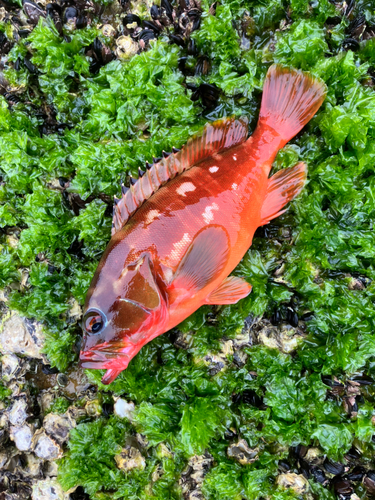 アカハタの釣果