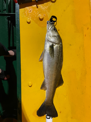 スズキの釣果