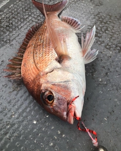 マアジの釣果