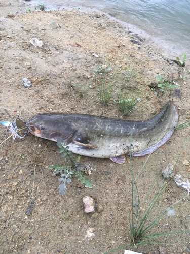 ナマズの釣果