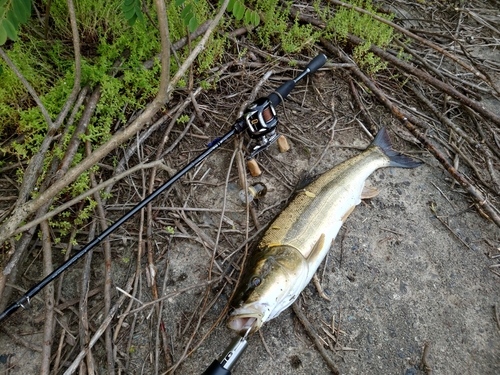 ウグイの釣果