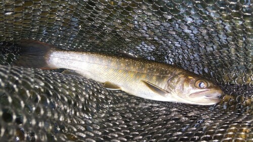 ニッコウイワナの釣果