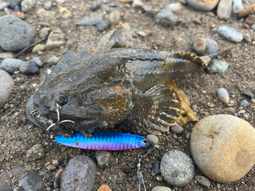 カジカの釣果