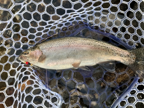 ニジマスの釣果