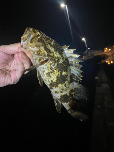 タケノコメバルの釣果