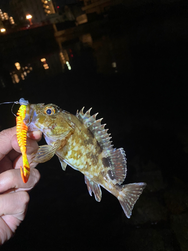 タケノコメバルの釣果