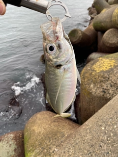 マアジの釣果