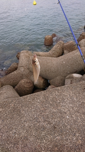 キスの釣果