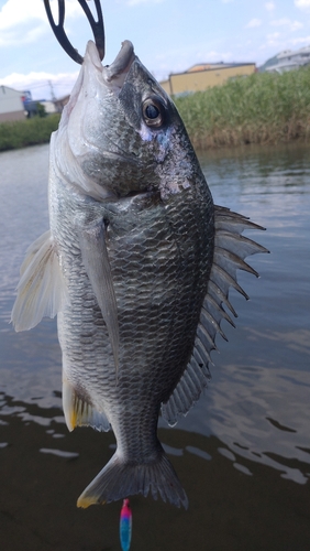 キビレの釣果