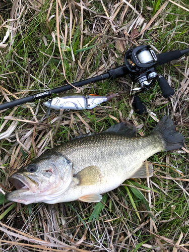 ブラックバスの釣果