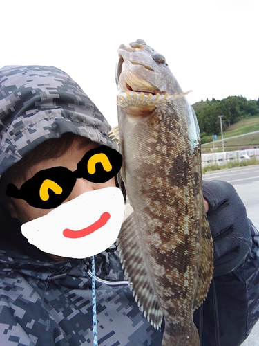 アイナメの釣果