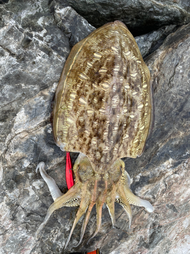 モンゴウイカの釣果