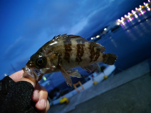 メバルの釣果