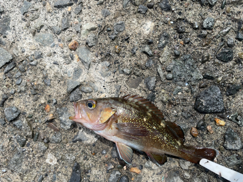 エゾメバルの釣果