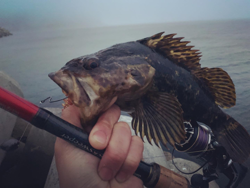 ベッコウゾイの釣果